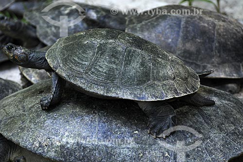  Subject: Tartaruga-da-Amazonia (Podocnemis expansa) also known as South American River Turtles / Place: Paraense Museum and Emilio Goeldi Botanic Garden - Belem city - Para state - Brazil / Date: May 2009 