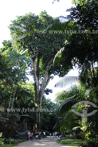  Subject: Guajara tree (Chrysophyllum excelsum huber) Sapotacea family / Place: Paraense Museum and Emilio Goeldi Botanic Garden - Belem city - Para state - Brazil / Date: May 2009 
