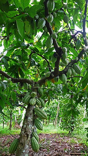  Subject: Cocoa fruit (Theobroma cacao) in the tree / Place: Tome-Acu city - Para state - Brazil / Date: April 2009 