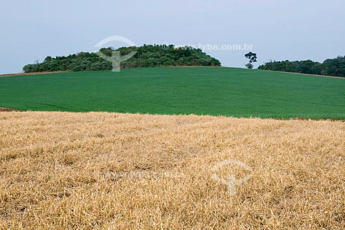  Subject: Dissection of oats for tillage - Wheat in the background / Place: Xanxarê - Santa Catarina state / Date: September 2008 