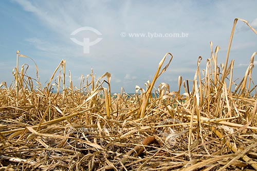  Subject: Dissection of oats for tillage / Place: Xanxarê - Santa Catarina state / Date: September 2008 