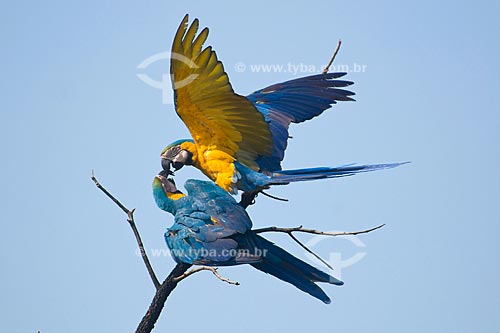  Subject: Couple of Blue-and-yellow Macaws (Ara ararauna) in Parque Nacional das Emas - Pantanal / Place: Parque Nacional das Emas (Emas National Park) - Mineiros city - Goias state - Brazil / Date: October 2008 