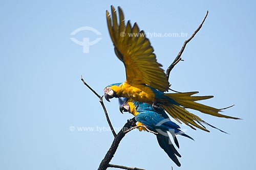  Subject: Couple of Blue-and-yellow Macaws (Ara ararauna) in Parque Nacional das Emas - Pantanal / Place: Parque Nacional das Emas (Emas National Park) - Mineiros city - Goias state - Brazil / Date: October 2008 