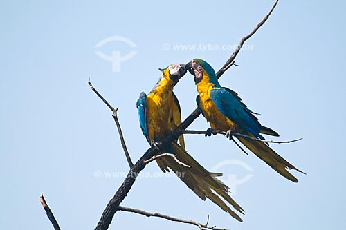  Subject: Couple of Blue-and-yellow Macaws (Ara ararauna) in Parque Nacional das Emas - Pantanal / Place: Parque Nacional das Emas (Emas National Park) - Mineiros city - Goias state - Brazil / Date: October 2008 