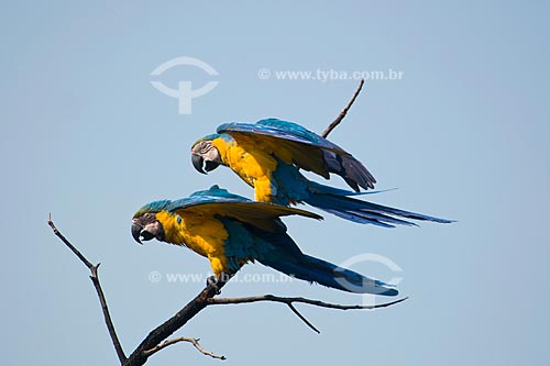  Subject: Couple of Blue-and-yellow Macaws (Ara ararauna) in Parque Nacional das Emas - Pantanal / Place: Parque Nacional das Emas (Emas National Park) - Mineiros city - Goias state - Brazil / Date: October 2008 