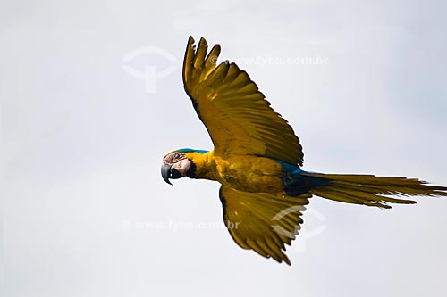  Subject: Flying Blue-and-Yellow Macaw (Ara ararauna) in Parque Nacional das Emas - Pantanal / Place: Parque Nacional das Emas (Emas National Park) - Mineiros city - Goias state - Brazil / Date: October 2008 