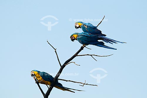  Subject: Blue-and-Yellow Macaws (Ara ararauna) in  the Parque Nacional das Emas - Pantanal / Place: Parque Nacional das Emas (Emas National Park) - Mineiros city - Goias state - Brazil / Date: October 2008  