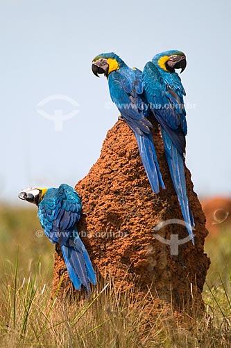  Subject: Blue-and-Yellow Macaws (Ara ararauna) in  the Parque Nacional das Emas - Pantanal / Place: Parque Nacional das Emas (Emas National Park) - Mineiros city - Goias state - Brazil / Date: October 2008  