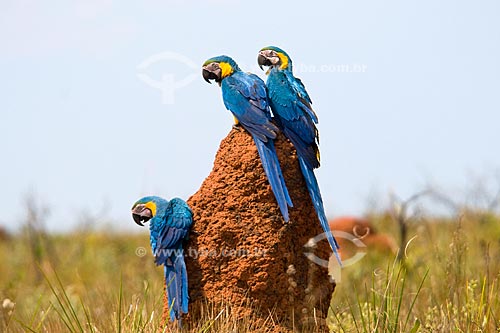  Subject: Blue-and-Yellow Macaws (Ara ararauna) in  the Parque Nacional das Emas - Pantanal / Place: Parque Nacional das Emas (Emas National Park) - Mineiros city - Goias state - Brazil / Date: October 2008  