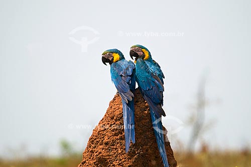  Subject: Couple of Blue-and-yellow Macaws (Ara ararauna) in Parque Nacional das Emas - Pantanal / Place: Parque Nacional das Emas (Emas National Park) - Mineiros city - Goias state - Brazil / Date: October 2008 