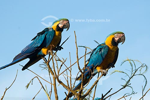  Subject: Couple of Blue-and-yellow Macaws (Ara ararauna) in Parque Nacional das Emas - Pantanal / Place: Parque Nacional das Emas (Emas National Park) - Mineiros city - Goias state - Brazil / Date: October 2008 