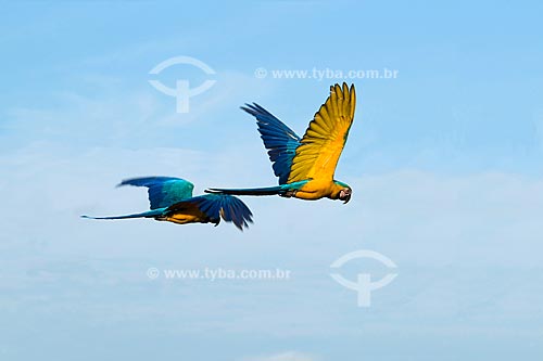  Subject: Couple of Blue-and-yellow Macaws (Ara ararauna) flying in Parque Nacional das Emas - Pantanal / Place: Parque Nacional das Emas (Emas National Park) - Mineiros city - Goias state - Brazil / Date: October 2008 