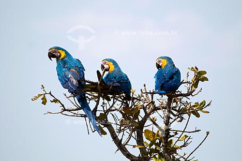  Subject: Blue-and-Yellow Macaws (Ara ararauna) in  the Parque Nacional das Emas - Pantanal / Place: Parque Nacional das Emas (Emas National Park) - Mineiros city - Goias state - Brazil / Date: October 2008  