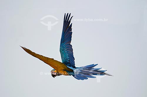  Subject: Flying Blue-and-Yellow Macaw (Ara ararauna) in Parque Nacional das Emas - Pantanal / Place: Parque Nacional das Emas (Emas National Park) - Mineiros city - Goias state - Brazil / Date: October 2008 