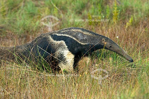  Subject: Giant Anteater (Myrmecophaga tridactyla) in Parque Nacional das Emas / Place: Mineiros city - Parque Nacional das Emas (Emas National Park) - Goias state - Brazil / Date: October 2008 
