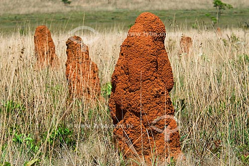  Subject: Termite nests in a field of Parque Nacional das Emas / Place: Parque Nacional das Emas (Emas National Park) - Mineiros city - Goias state - Brazil / Date: October 2008 