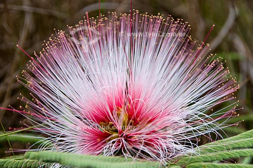  Subject: Pink Powderpuff plant (Calliandra dysantha) in the Parque Nacional das Emas / Place: Parque Nacional das Emas (Emas National Park) - Mineiros city - Goias state - Brazil / Date: October 2008 