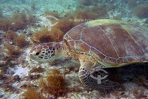  Subject: Green sea turtle (Helonia mydas) in Abrolhos / Place: Abrolhos Marine National Park - Bahia state - Brazil / Date: July 2008 