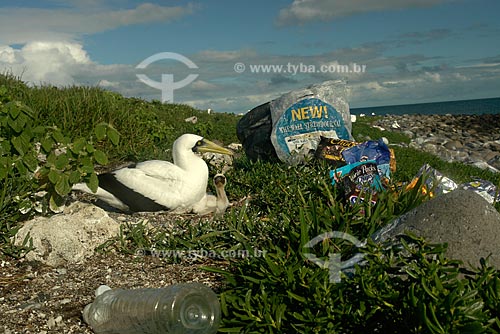  Subject: Booby (Sula dactylatra) and chick surrounded by garbage in the Siriba Island of the Abrolhos Archipelago / Place: Abrolhos Marine National Park - Bahia state - Brazil / Date: July 2008 