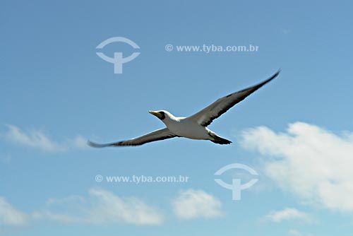  Subject: Booby (Sula dactylatra) flying / Place: Abrolhos Marine National Park - Bahia state - Brazil / Date: July 2008 