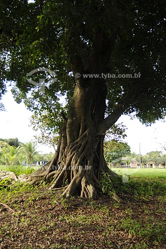  Subject: Tree trunk - Juliano Moreira colony  / Place:  Jacarepagua - Rio de Janeiro city - Rio de Janeiro state  / Date: 27/07/2009 