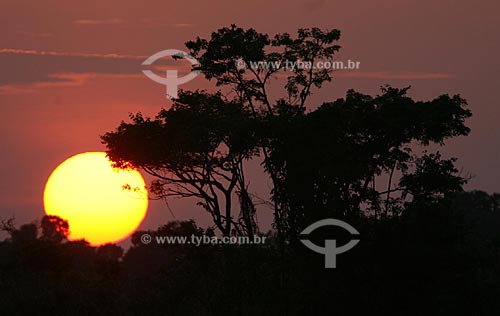  Subject: Sunset at the Amazon forest  / Place:  Amazonas state - Brazil  / Date: 28/09/2008 