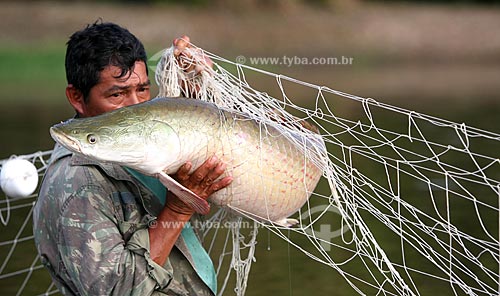  Subject: Pirarucu (Arapaima gigas) fishing at the Amazon River  / Place:  Amazonas state - Brazil  / Date: 28/09/2008 
