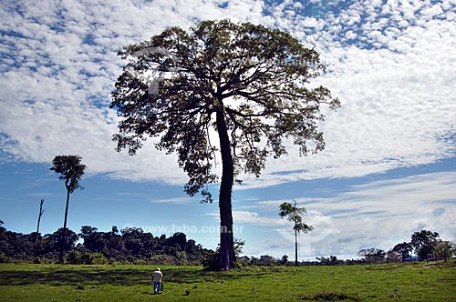  Subject: (Ceiba pentranda) Kapok tree (Sumaumeira tree)  / Place:  Roraima State - Brazil  / Date: Janeiro de 2006 