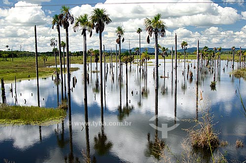  Subject: Buriti palm trees dying because of the landfill of road Manaus-Boa Vista cities  / Place:  Roraima State - Brazil  / Date: Janeiro de 2006 