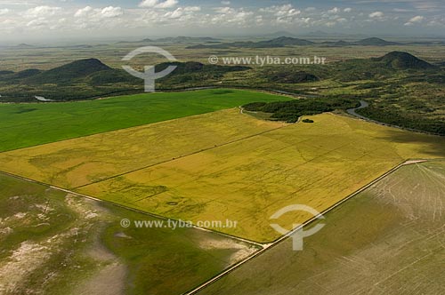  Subject: Rice field - Border of Surumu River - Lavrado (Savanna region of Roraima)  / Place:  North of Roraima State - Brazil  / Date: Janeiro de 2006 