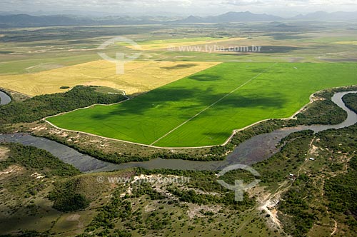  Subject: Rice field - Border of Surumu River - Lavrado (Savanna region of Roraima)  / Place:  North of Roraima State - Brazil  / Date: Janeiro de 2006 
