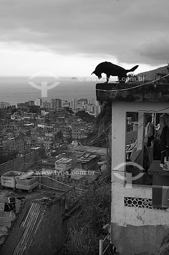  Subject: Silhouette of a dog over a house roof at Pavao Pavaozinho slum - Ipanema neighborhood in the background / Place: Rio de Janeiro city - Rio de Janeiro state - Brazil / Date: October 2009 