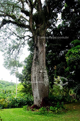  Subject: Paineira tree / Place: Barra do Pirai - Vale do Paraiba - Rio de Janeiro - RJ / Data: 11-2009 