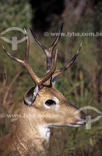  Subject: Pampas deer(Ozotoceros bezoarticus) / Place: Punta del Este - Uruguai 