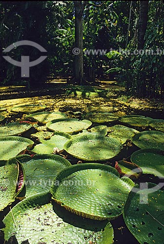  Subject: Lake full of Victoria regia (Victoria amazonica) - also known as Amazon Water Lily or Giant Water Lily - at the Emilio Goeldi Museum / Place: Belem city - Para state (PA) 