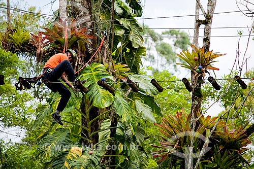  Subject: Man climbing a tree using the safety equipment for the practice of ropes course / Place: Paraty city - Costa Verde (Green Coast) region - Rio de Janeiro state - Brazil / Date: Janeiro 2010 