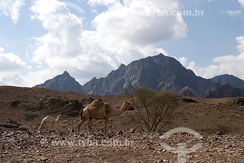  Subject: View of the Al Hajar ridge  / Place:  Dubai - United Arab Emirates  / Date: 01/2009 