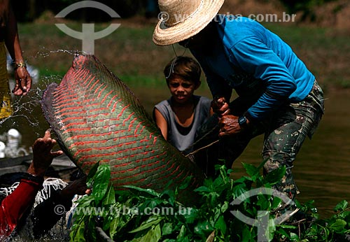  Subject: Pirarucu (Arapaima gigas) fishing at the Amazon River  / Place:  Amazonas state - Brazil  / Date:  28/09/2009 