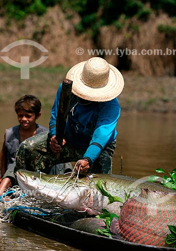  Subject: Pirarucu (Arapaima gigas) fishing at the Amazon River  / Place:  Amazonas state - Brazil  / Date:  28/09/2009 