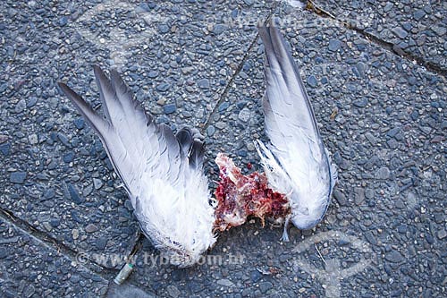  Subject: Wings of a dead bird over the sidewalk  / Place:  Berlin city - Germany  / Date: 11/01/2009 