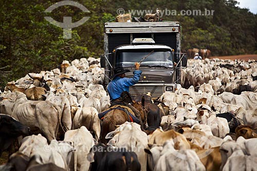  Subject: Cattle at BR-163 road  / Place:  South of Para state  / Date: Abril de 2009 