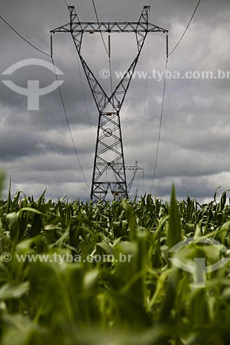  Subject: Corn Plantation with electrical energy transmission tower in the background on BR-163 highway  / Place:  Mato Grosso state - Brazil  / Date: Abril de 2009 