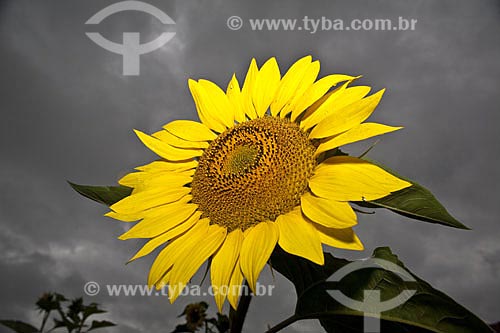  Subject: Sunflower plantation for biofuel production  / Place:  Ribeirao Preto city - Sao Paulo State - Brazil  / Date: 2008 
