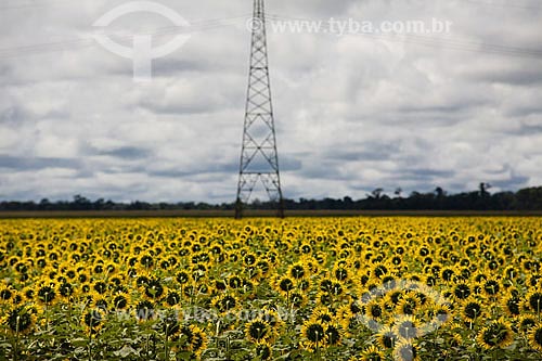  Subject: Sunflower plantation for biofuel production in the BR-163 highway / Place:  Mato Grosso (MT) - Brazil  / Date: Abril de 2009 