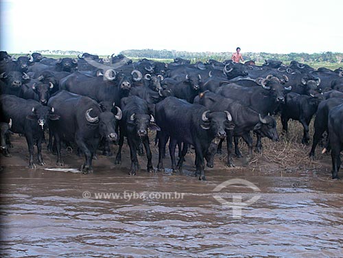  Subject: Buffalos (Bubalus bubalis) at the EMBRAPA farm  / Place:  Cacual Grande, at the floodplains of the Amazonas river, in Santarem city - Para state - Brazil  / Date: 08/2003 
