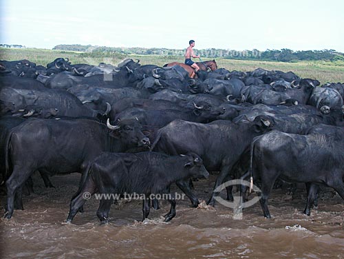  Subject: Buffalos (Bubalus bubalis) at the EMBRAPA farm  / Place:  Cacual Grande, at the floodplains of the Amazonas river, in Santarem city - Para state - Brazil  / Date: 08/2003 