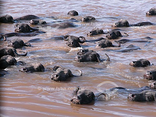  Subject: Buffalos (Bubalus bubalis) crossing a tributary of the Amazonas river at the EMBRAPA farm  / Place:  Cacual Grande, at the floodplains of the Amazonas river, in Santarem city - Para state - Brazil  / Date: 08/2003 