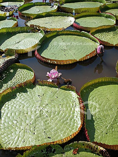  Subject: Victoria regia (Victoria amazonica) - also known as Amazon Water Lily or Giant Water Lily - in a lake of the Amazonas river, near Santarem city  / Place:  Para state (PA) - Brazil  / Date: 08/2003 
