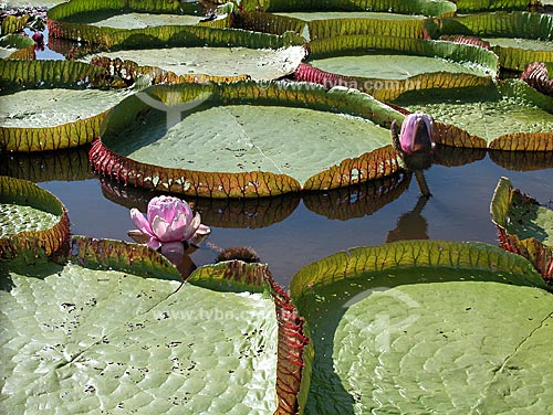  Subject: Victoria regia (Victoria amazonica) - also known as Amazon Water Lily or Giant Water Lily - in a lake of the Amazonas river, near Santarem city  / Place:  Para state (PA) - Brazil  / Date: 08/2003 