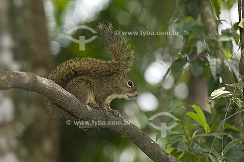  Subject: Brazilian Squirrel (Scirus aestuans ingrami) in the Atlantic Forest region at the Apa da Serrinha do Alambari (Environmental Protection Area of the Serrinha do Alambari)  / Place:  Resende city - Rio de Janeiro state - Brazil  / Date: 08/20 
